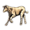 Calf