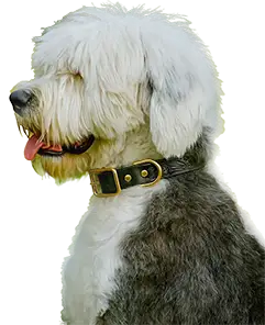 Hand-Tooled Leather Dog Collar – Premium Brass Buckle – Western Collar